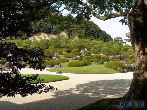 Bonsai, cay canh nghe thuat, cây cảnh nghệ thuật, cay the, cây thế, triển lãm bonsai, trien lam bonsai, triển lãm cây thế, trien lam cay the